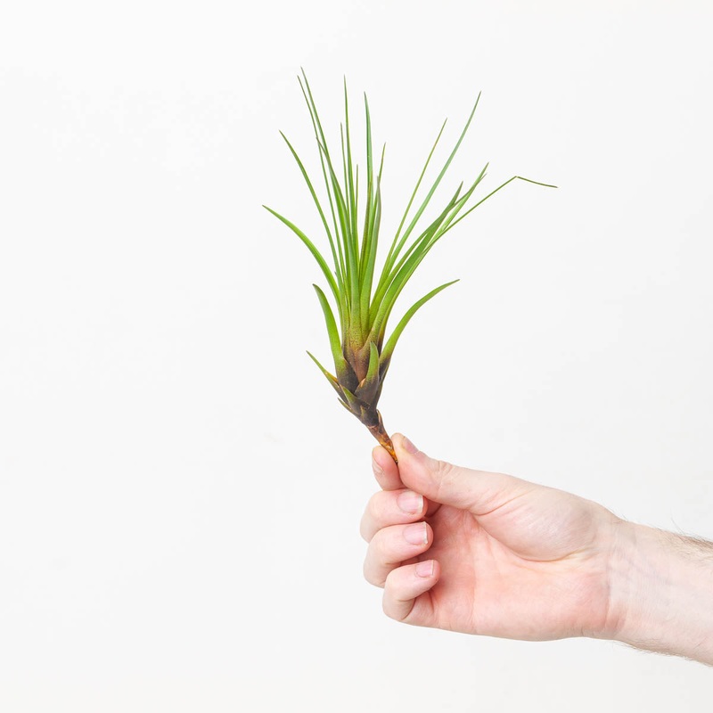 Tillandsia melanocrater Air plant
