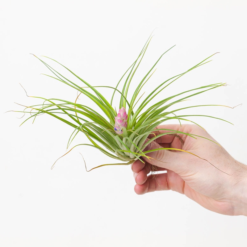 Tillandsia stricta
