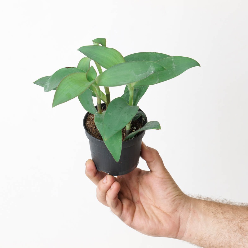 Tradescantia sp. Blue|9cm