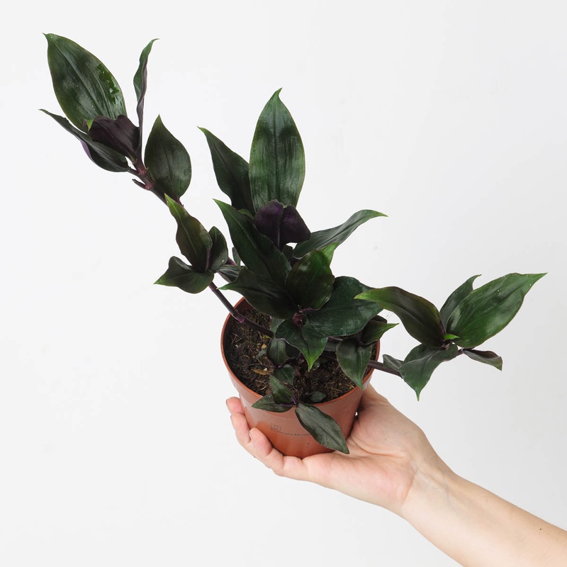 Tradescantia Spathacea ‘Roxxo’