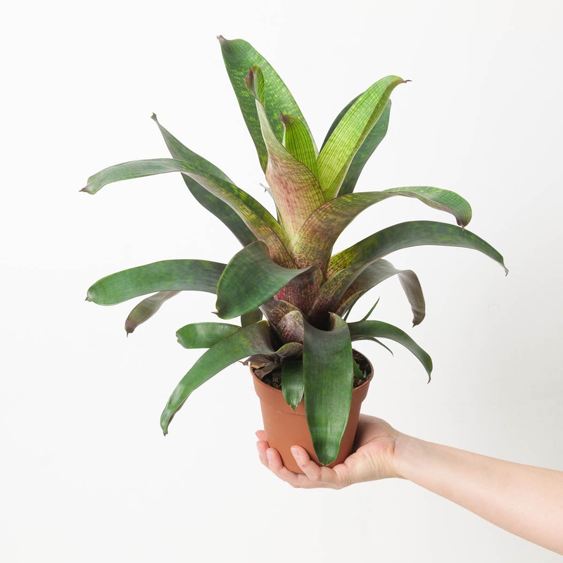 Vriesea sp. 1|12cm