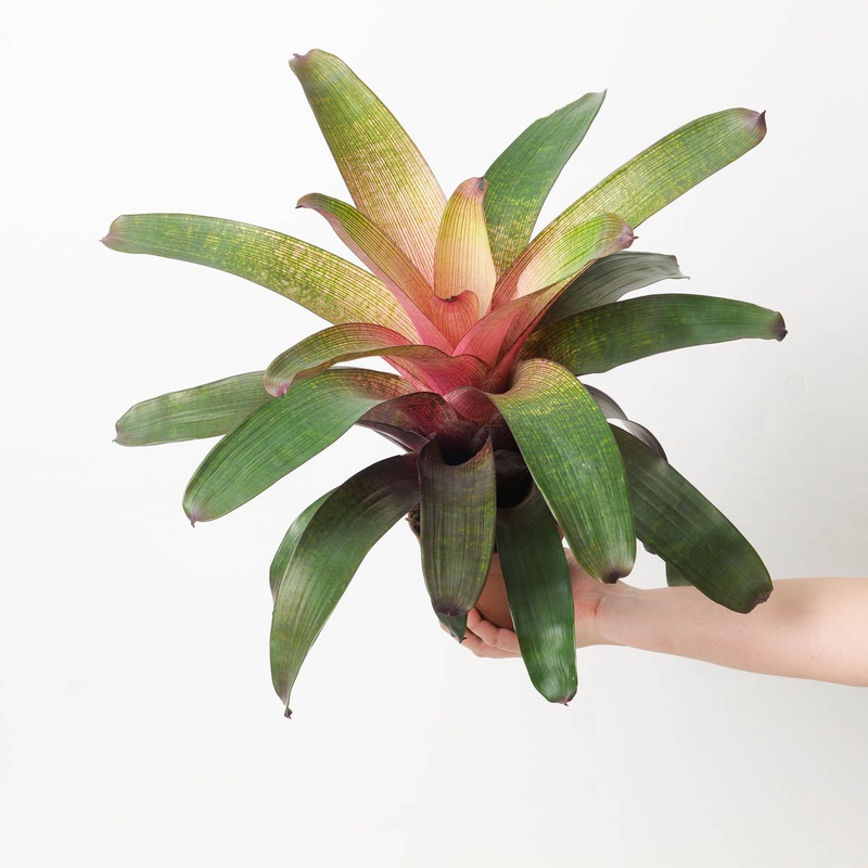 Vriesea sp. 10|12cm