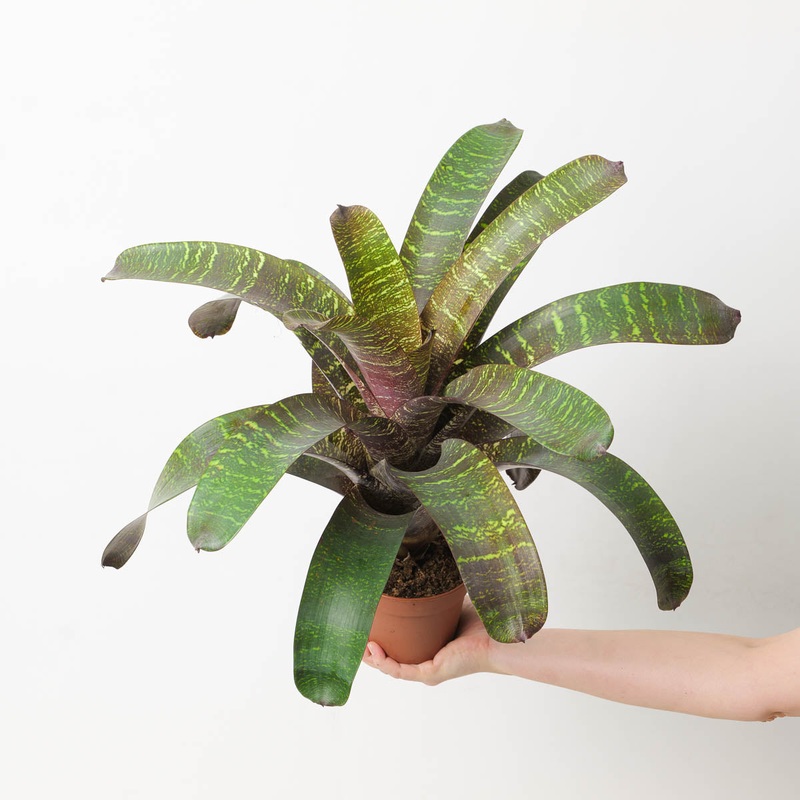 Vriesea sp. 11|12cm