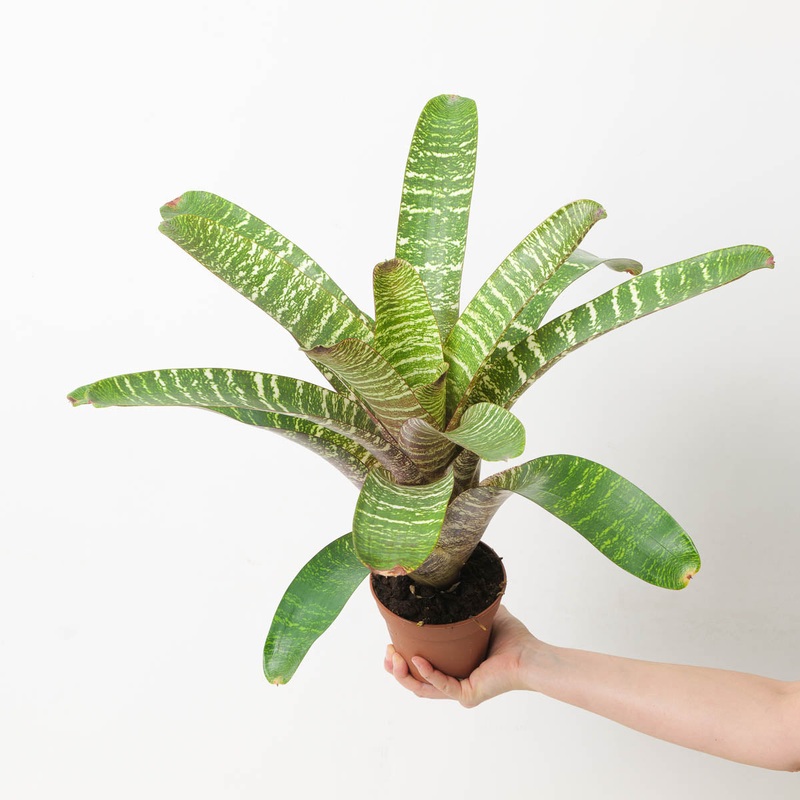 Vriesea sp. 12|12cm
