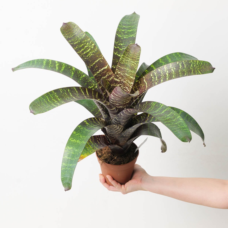 Vriesea sp. 13|12cm