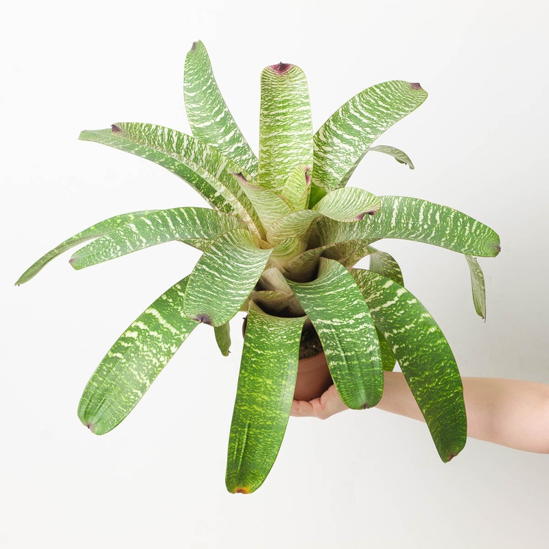Vriesea sp. 14|12cm