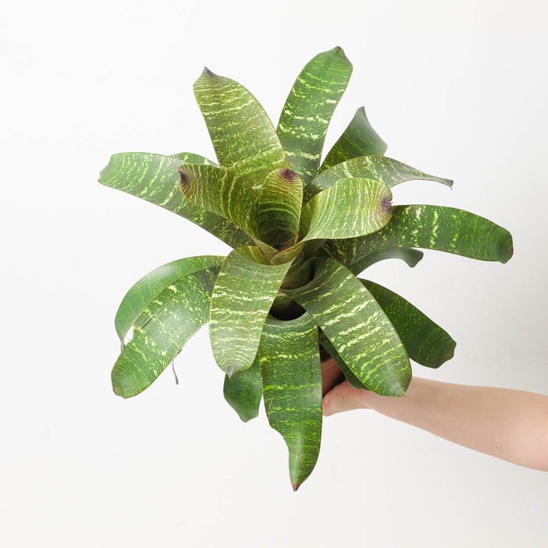 Vriesea sp. 15|12cm