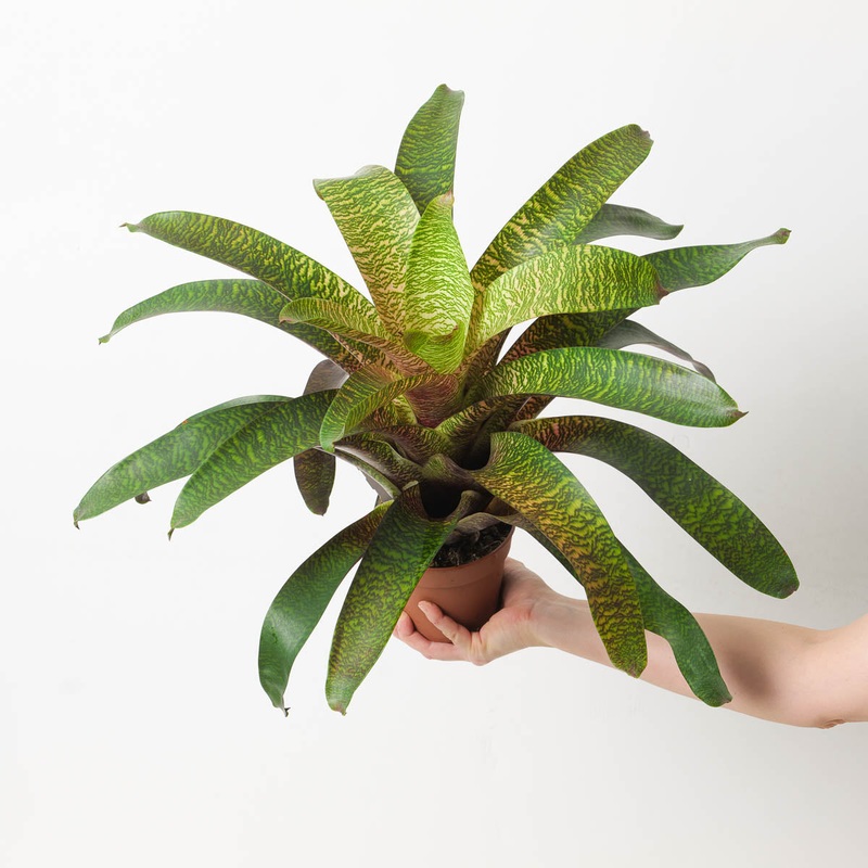 Vriesea sp. 16|12cm