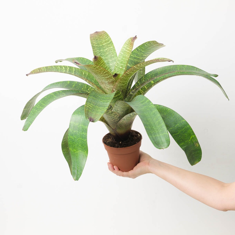 Vriesea sp. 2|12cm