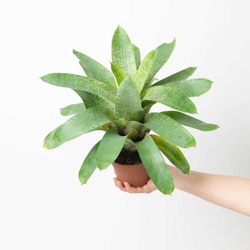 Vriesea sp. 3|12cm