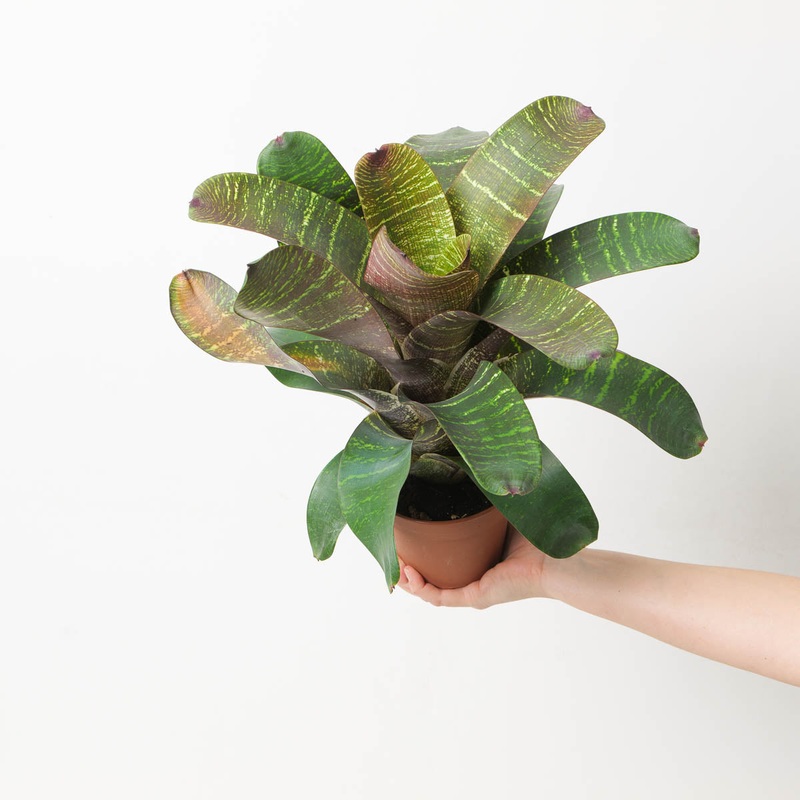 Vriesea sp. 4|12cm