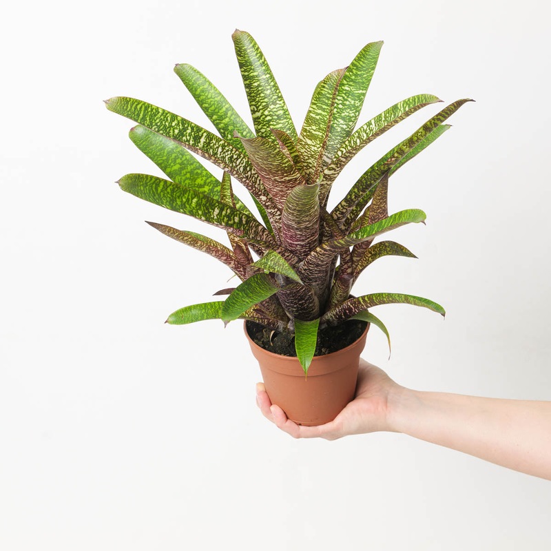 Vriesea sp. 5|12cm