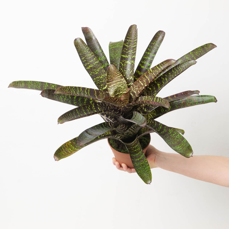 Vriesea sp. 6|12cm