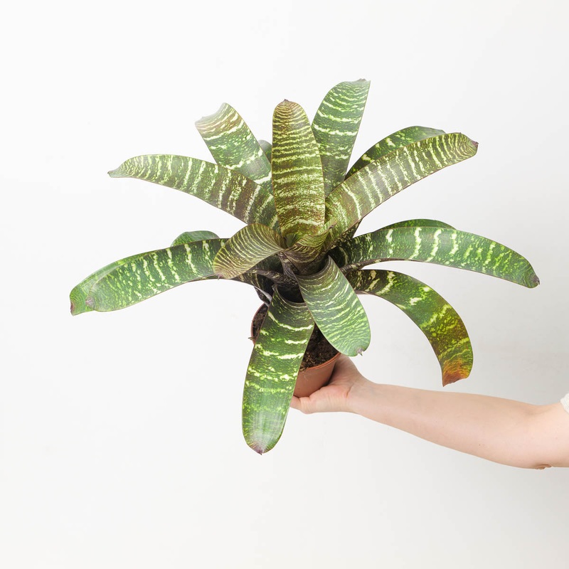 Vriesea sp. 7|12cm