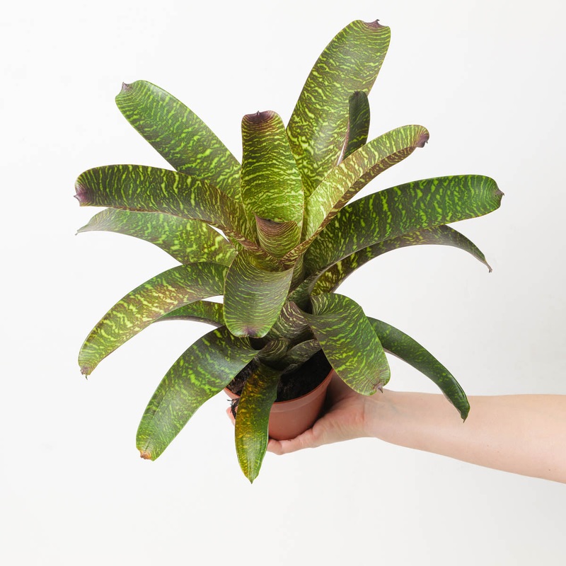 Vriesea sp. 8|12cm
