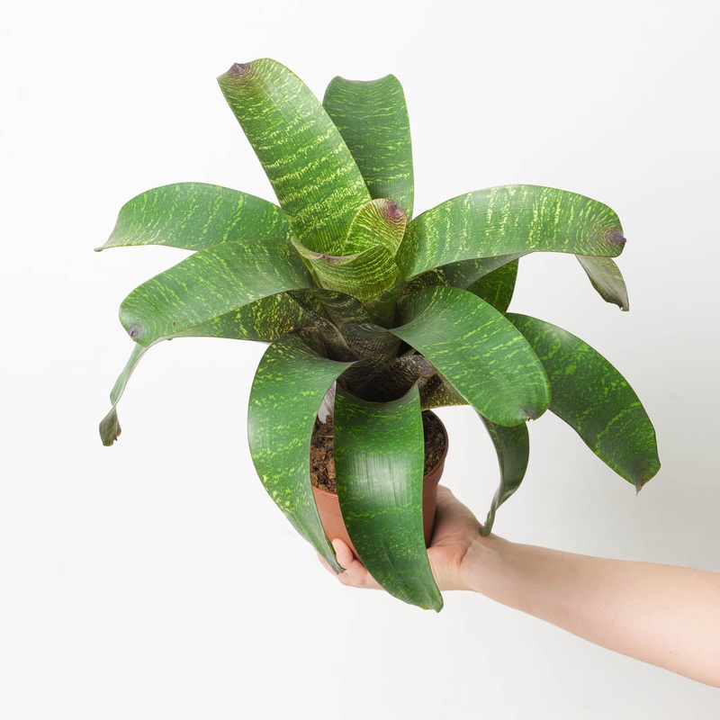 Vriesea sp. 9|12cm