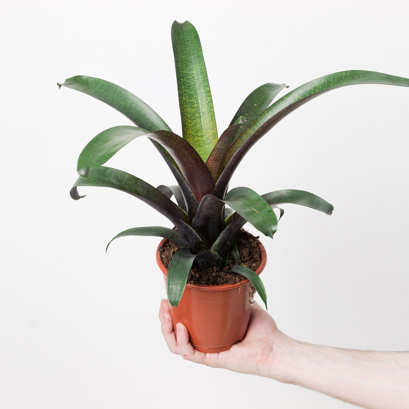 Vriesea ‘Tropical Night’|12cm