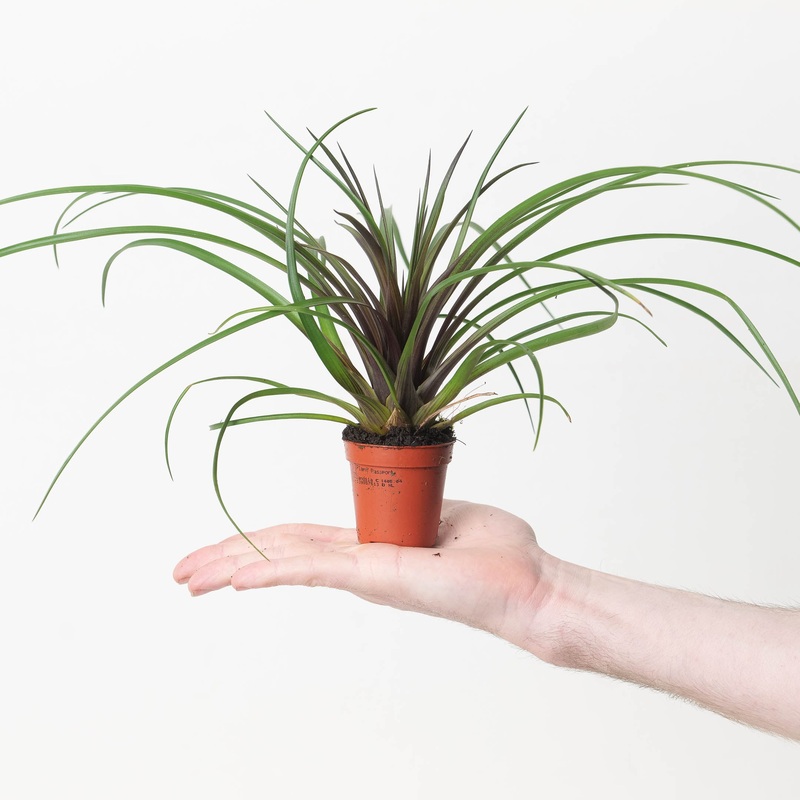 Wallisia cyanea | Tillandsia cyanea