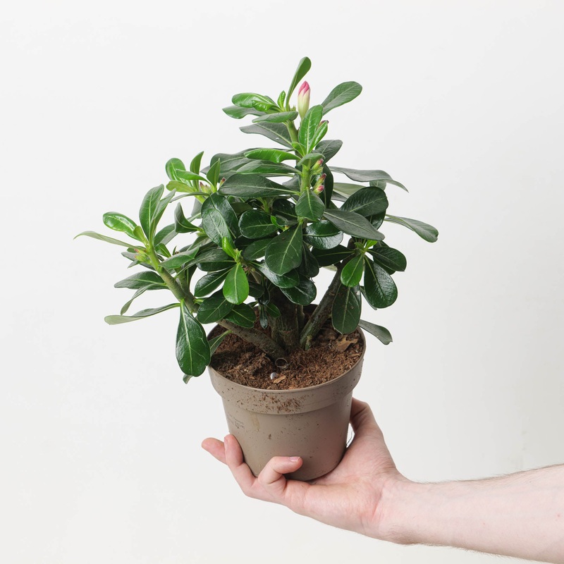 Adenium Obesum ‘Anouk Red’ | Desert Rose