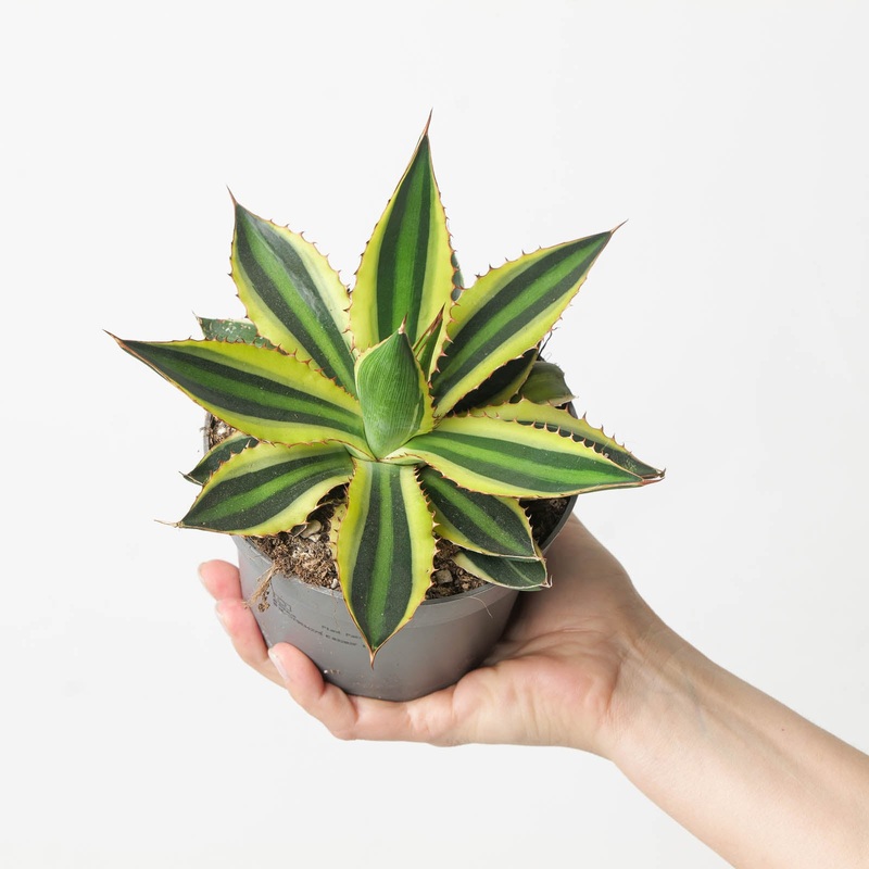 Agave iophantha Quadricolor|12cm