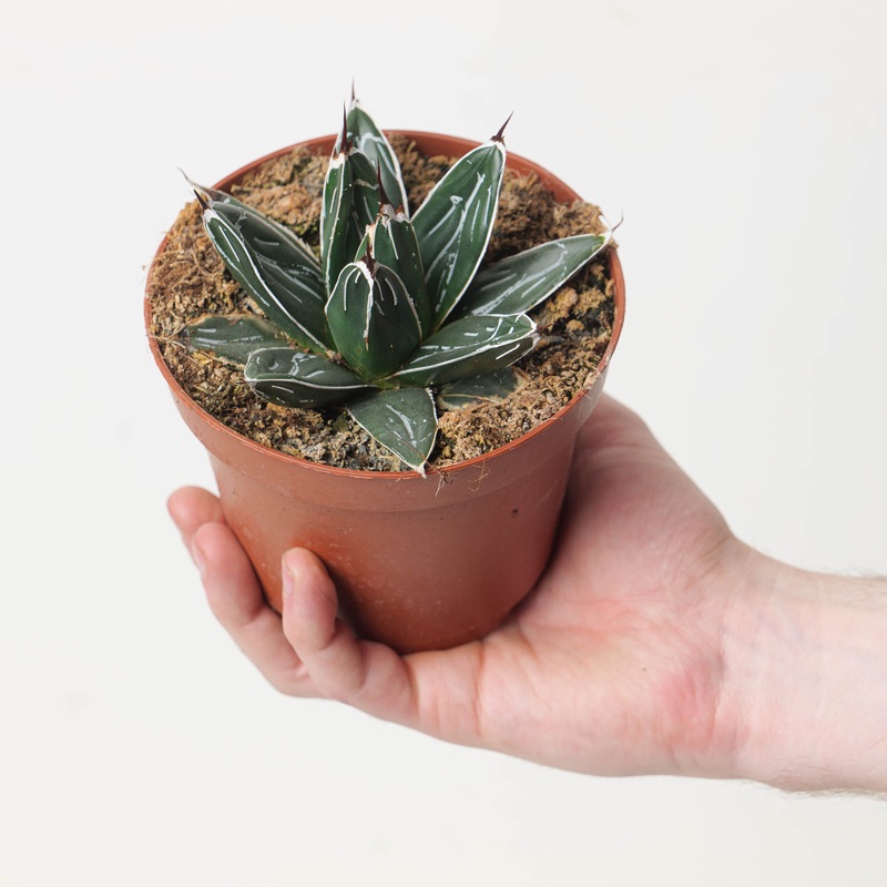 Agave victoriae-reginae|12cm