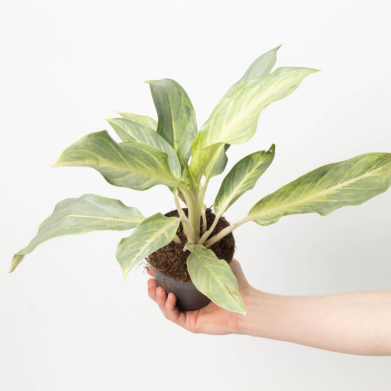 Aglaonema Aqua Green|12cm