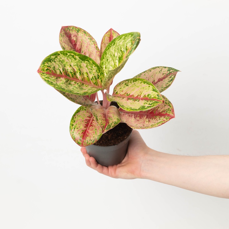 Aglaonema Painted Celebration|12cm