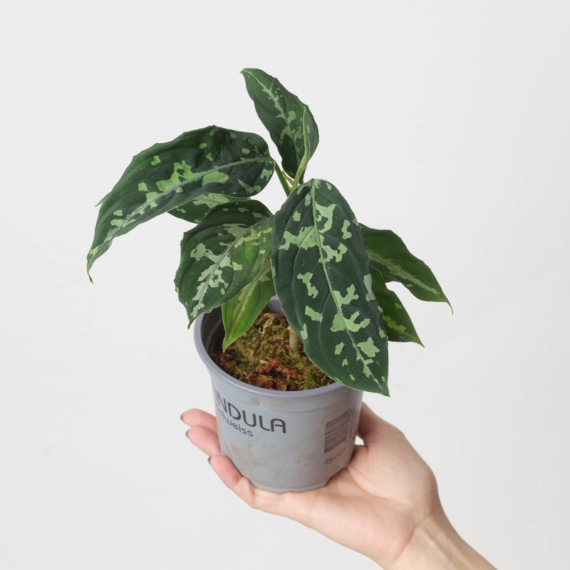 Aglaonema pictum ‘Bicolor’|12cm