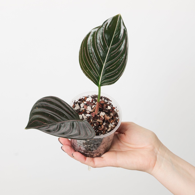 Aglaonema rotundum|9cm