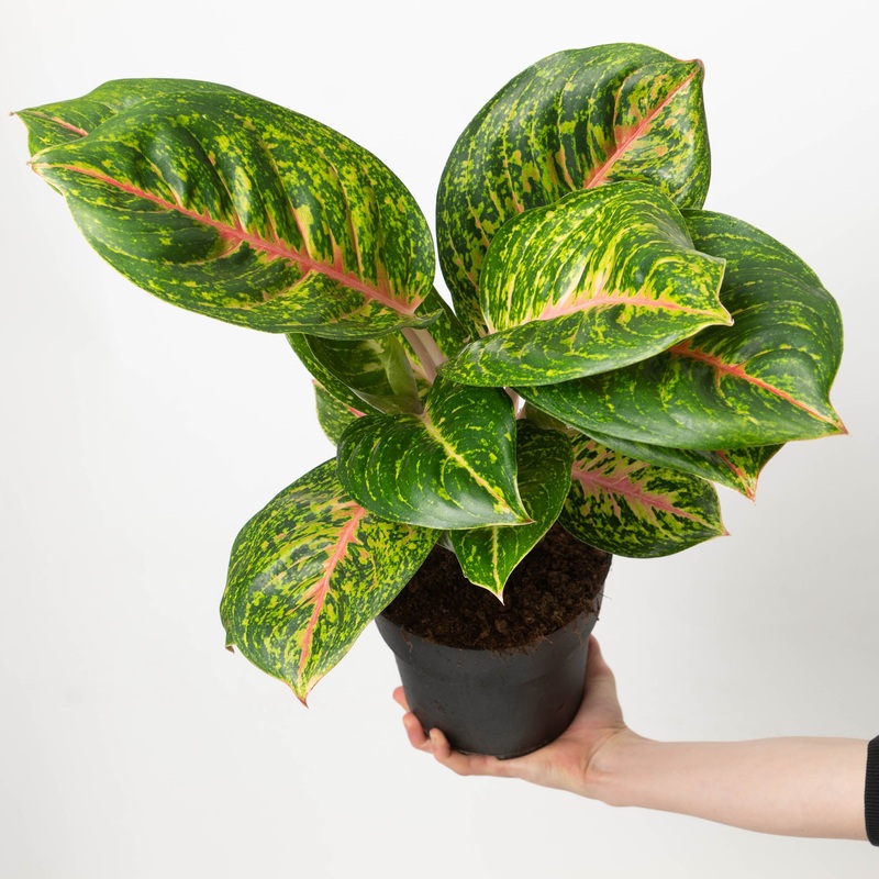 Aglaonema Spring Red|19cm