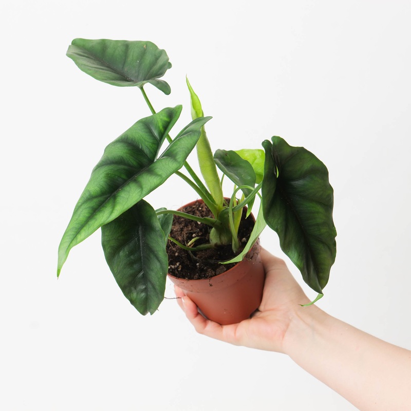 Alocasia ‘Reversa’ aff|10.5cm