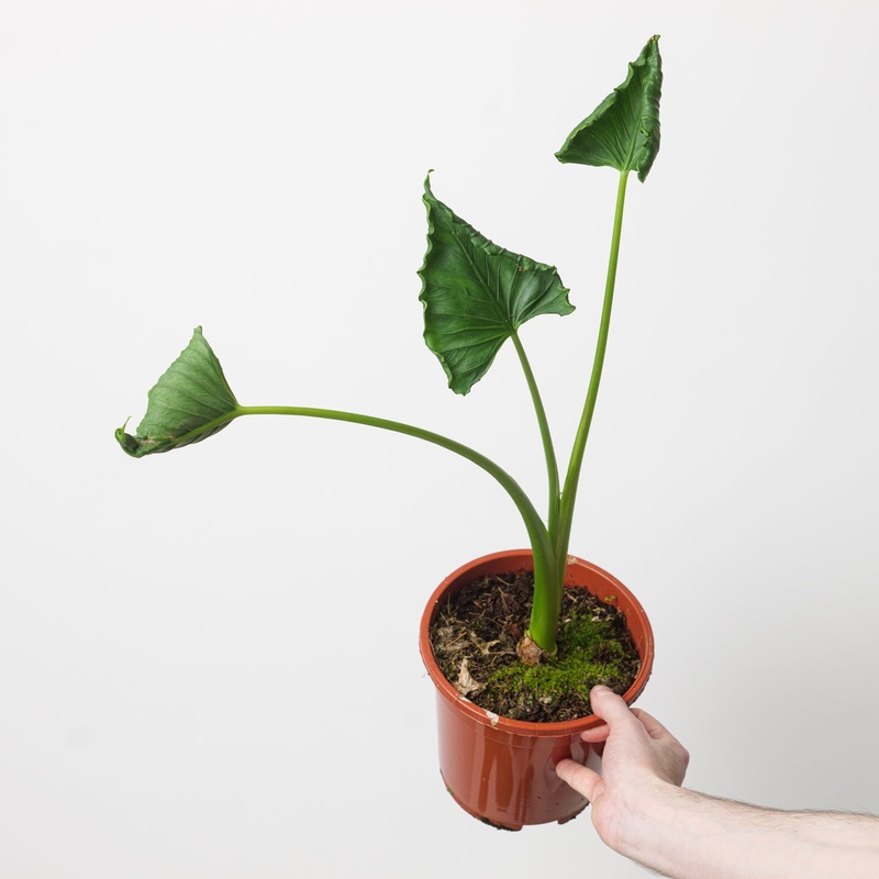 Alocasia triangularis|17cm