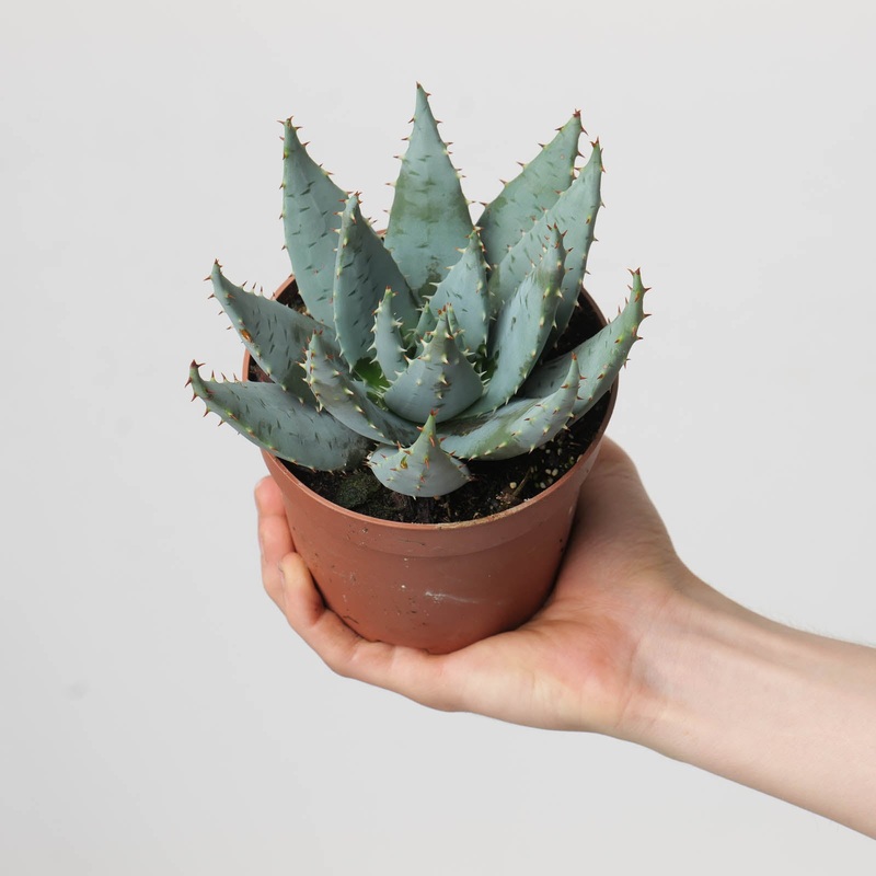Aloe peglerae|12cm