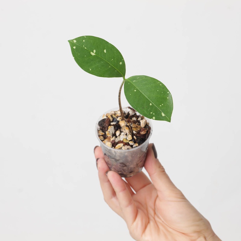 Amorphophallus lacourii|6cm