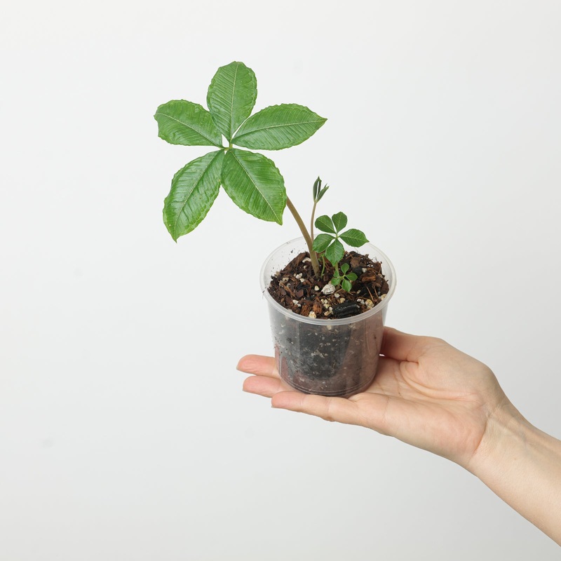 Amorphophallus myosuroides|9cm