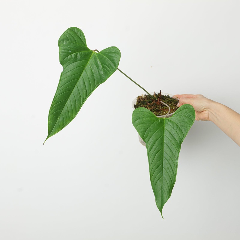 Anthurium brownii ‘Tambo’|15cm