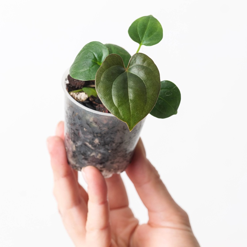 Anthurium BVEP (Antolakii) x Lux