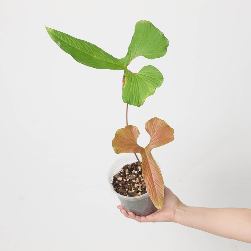 Anthurium draconopterum|15cm