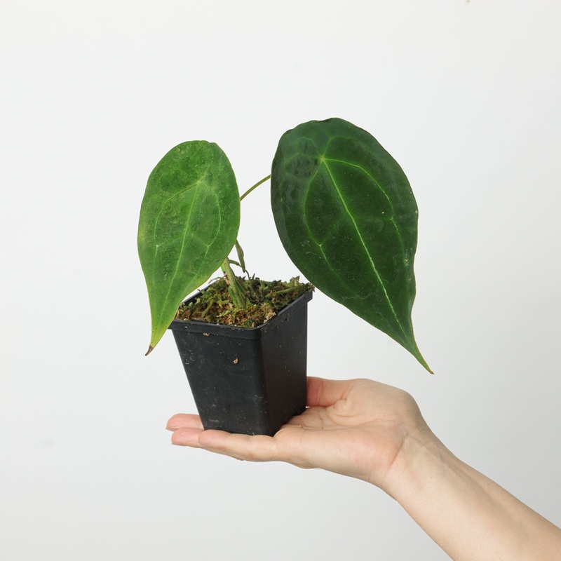 Anthurium forgetii ‘Dark Form’