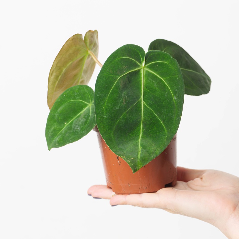 Anthurium forgetii x magnificum