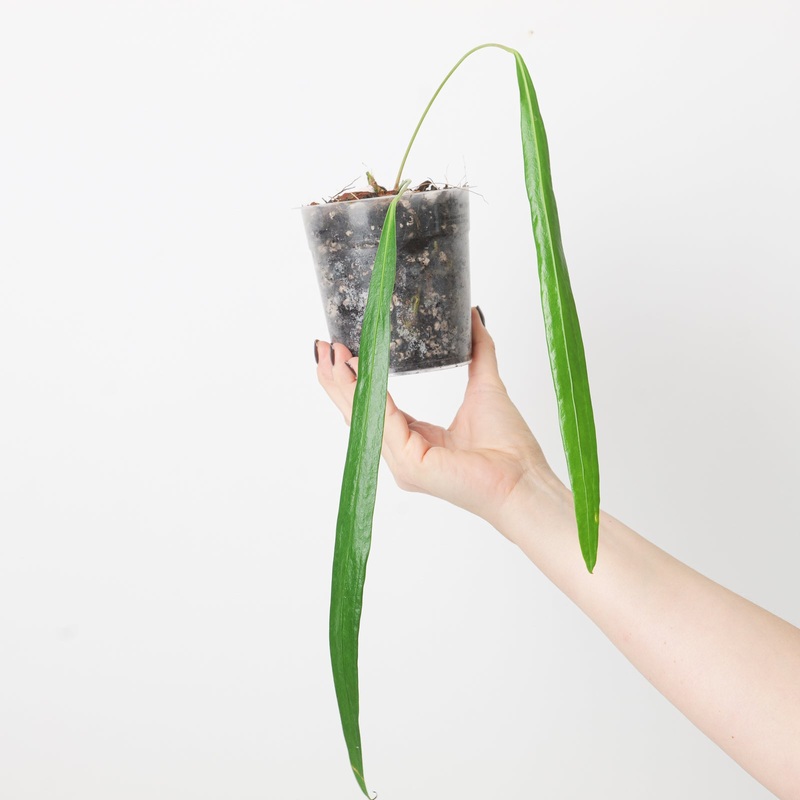 Anthurium friedrichsthalii|10.5cm