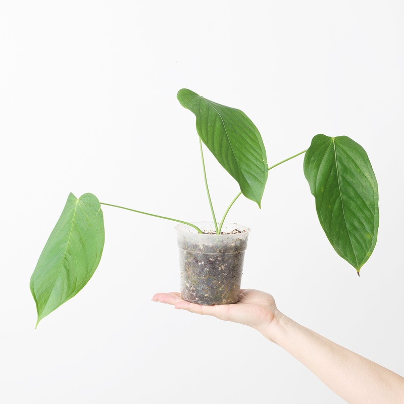 Anthurium gustavii aff.|12cm