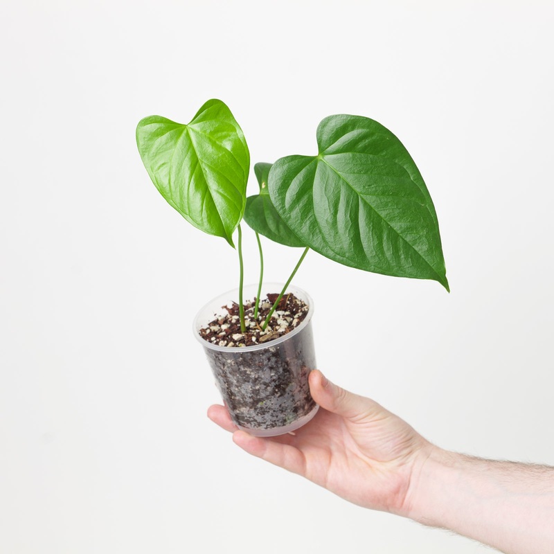Anthurium gymnopus Purple|9cm