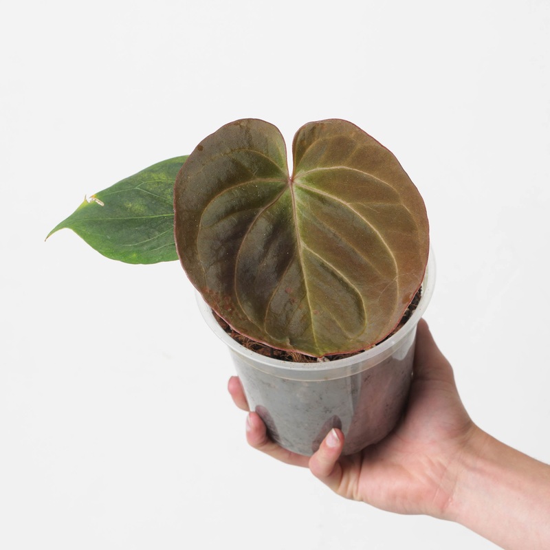 Anthurium ‘King of Spades’|15cm