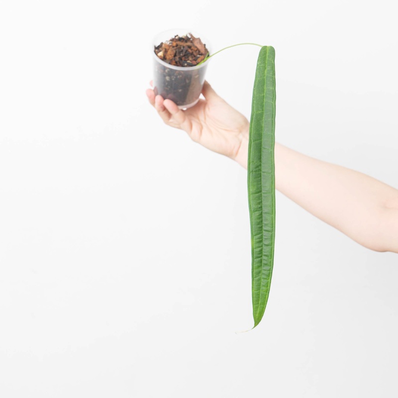 Anthurium lutheri|9cm