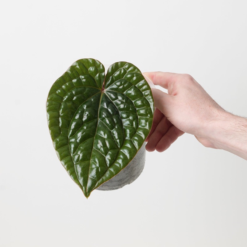 Anthurium luxurians Round|15cm