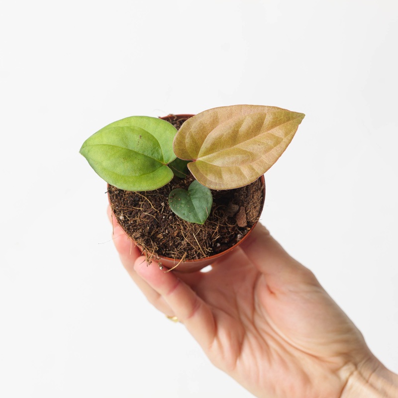 Anthurium papillilaminum x luxurians