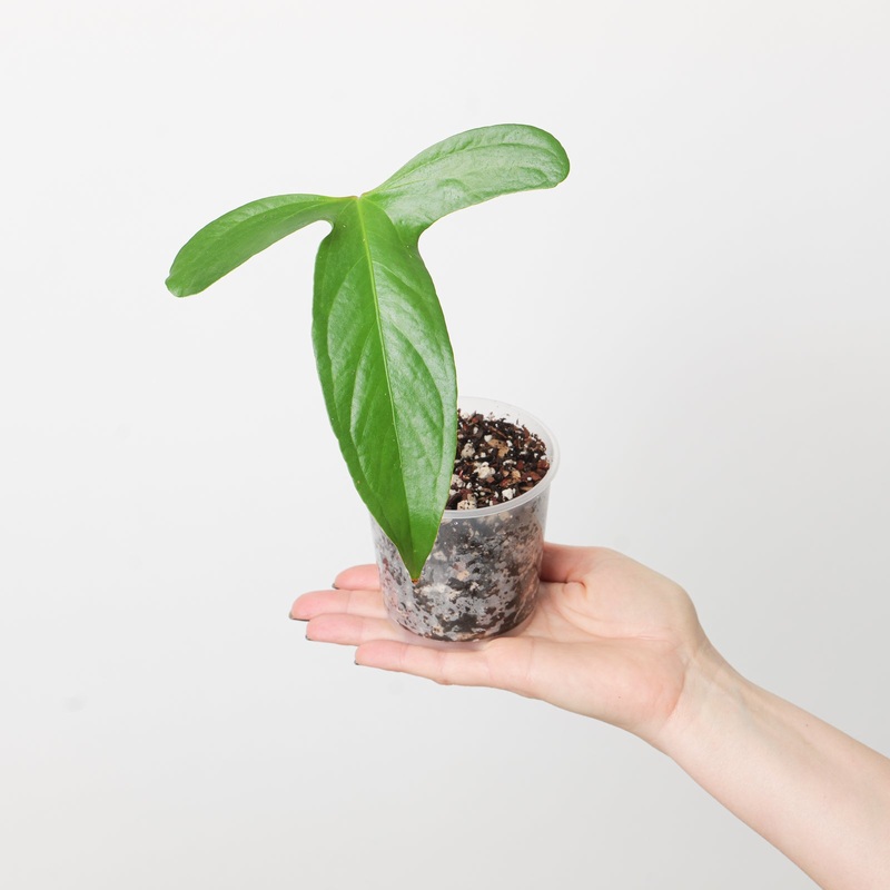 Anthurium pinkleyi|9cm