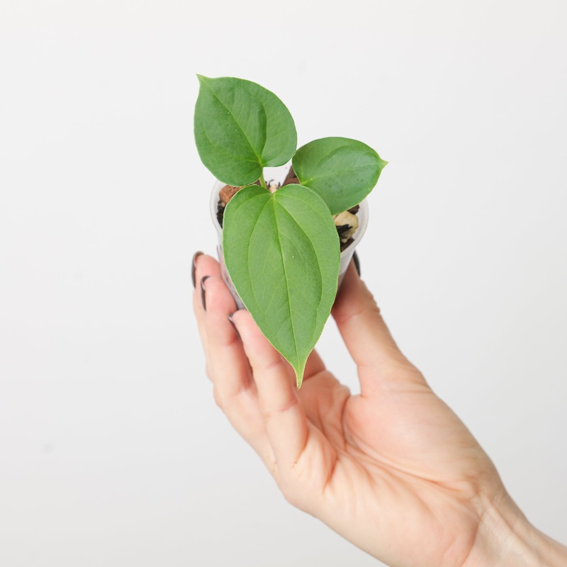 Anthurium rioclaroense x Wild Hybrid
