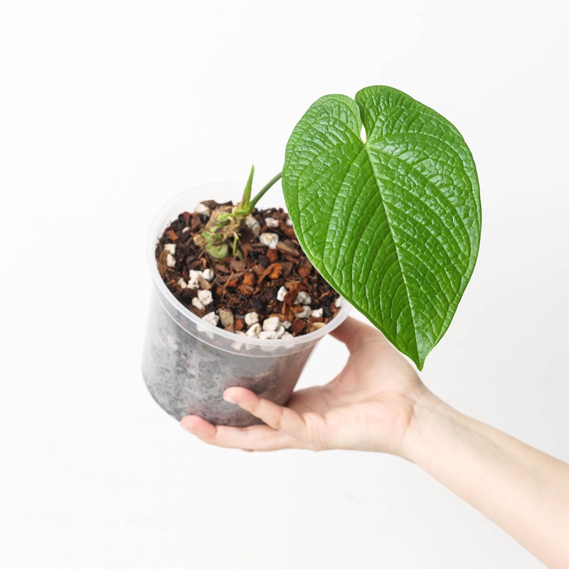 Anthurium rugulosum var crinitum
